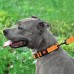 Нашийник для Собак BronzeDog Active Нейлоновий зі Світловідбиттям та Пластиковою Пряжкою Помаранчевий  S(50/1304/Т) 